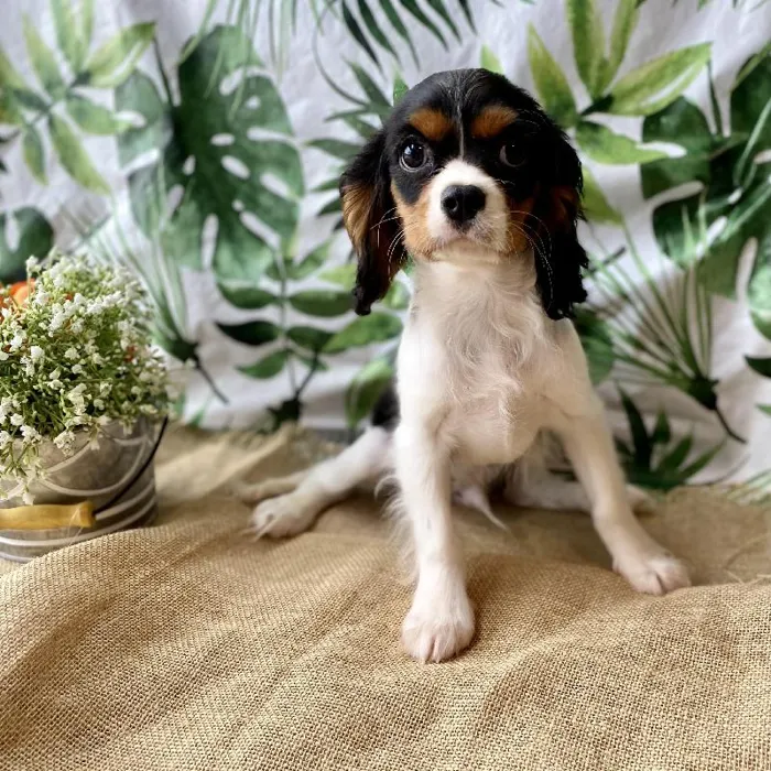 Male Cavalier King Charles Spaniel Puppy for sale