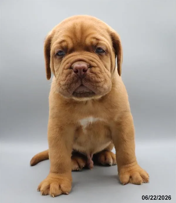 Male Dogue De Bordeaux puppy for sale at Petland Blue Springs.
