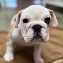 car_main_img_/media/ap_media/pets/EEDYJDUIJMDL68141.webp.250x250_q85.webp