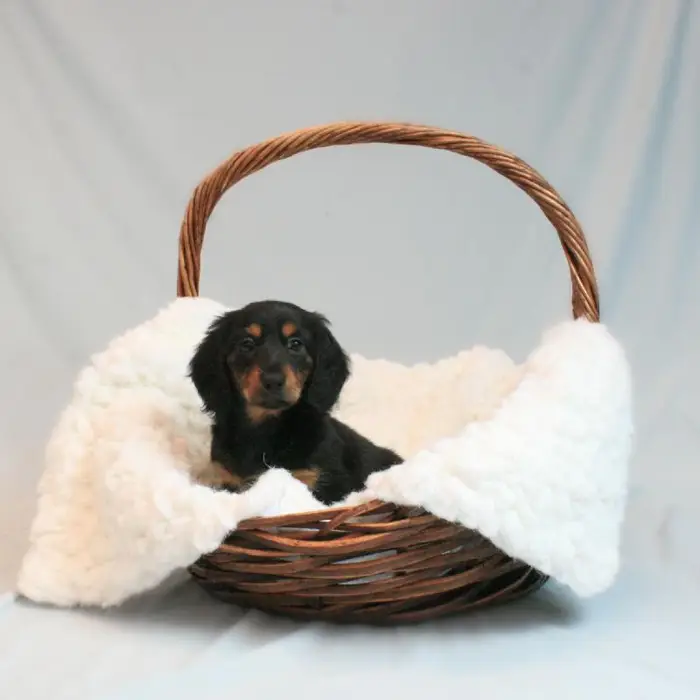 Female Dachshund Puppy for sale
