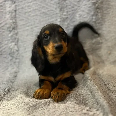 Male Dachshund puppy named Mufasa for sale at Petland North Kansas.