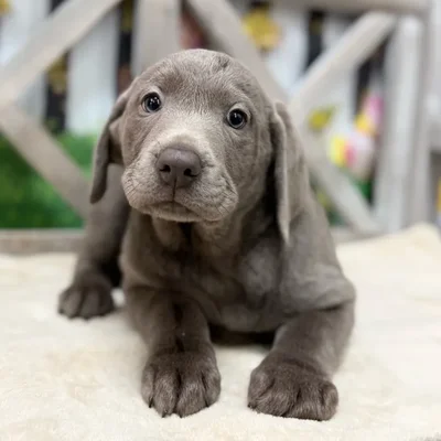 Male Labrador Retriever puppy named Zaidyn for sale at Petland North Kansas.