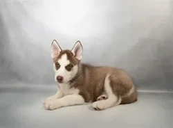Female Siberian Husky puppy for sale at Petland Blue Springs.