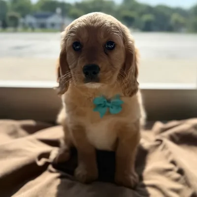 Male Mini Golden Retriever puppy named Robinson for sale at Petland North Kansas.