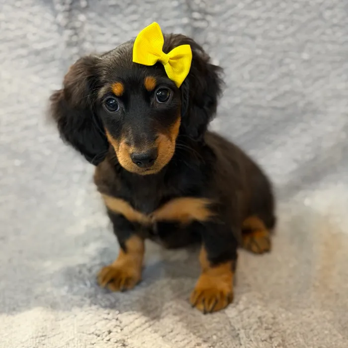 Female Dachshund puppy named Tug for sale at Petland North Kansas.