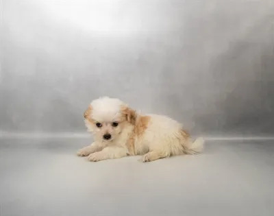 Male Chihuahua puppy named Justin for sale at Petland North Kansas.
