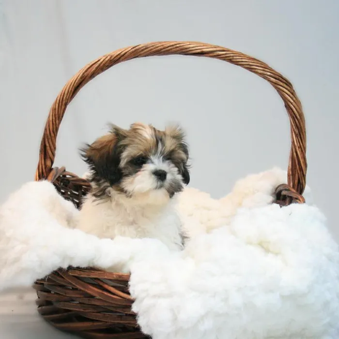 Female Shih Tzu Puppy for sale
