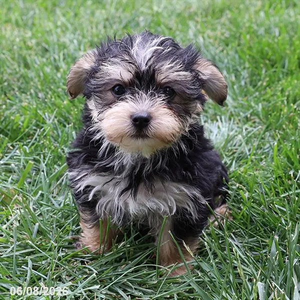 Female Morkie puppy for sale at Petland Blue Springs.
