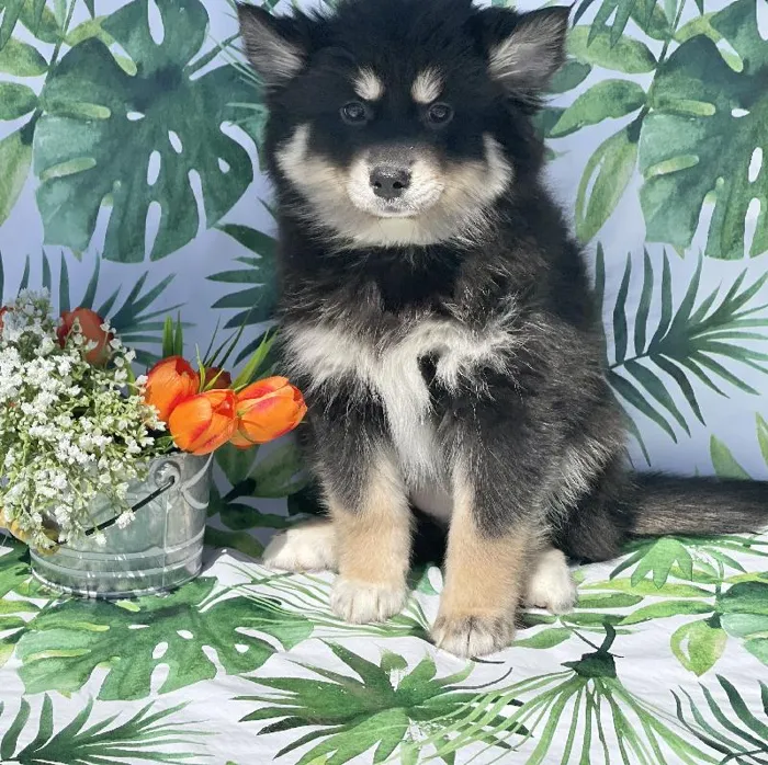 Female Pomsky Puppy for sale