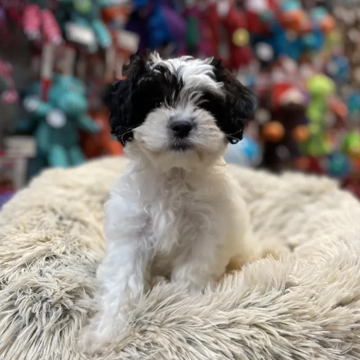 Female Teddy Bear Puppy for sale