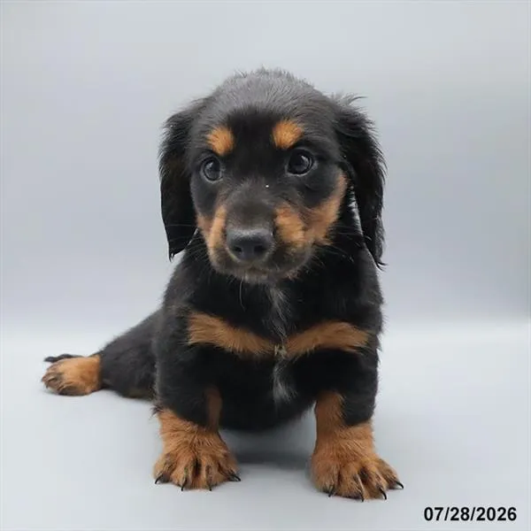 Male Dachshund puppy named Bear for sale at Petland Blue Springs.