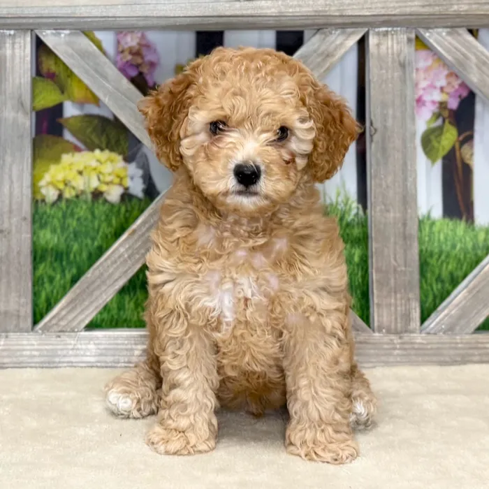 Male Cockapoo puppy named Duke for sale at Petland North Kansas.