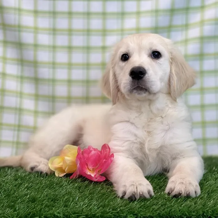 Female Golden Retriever Puppy for sale