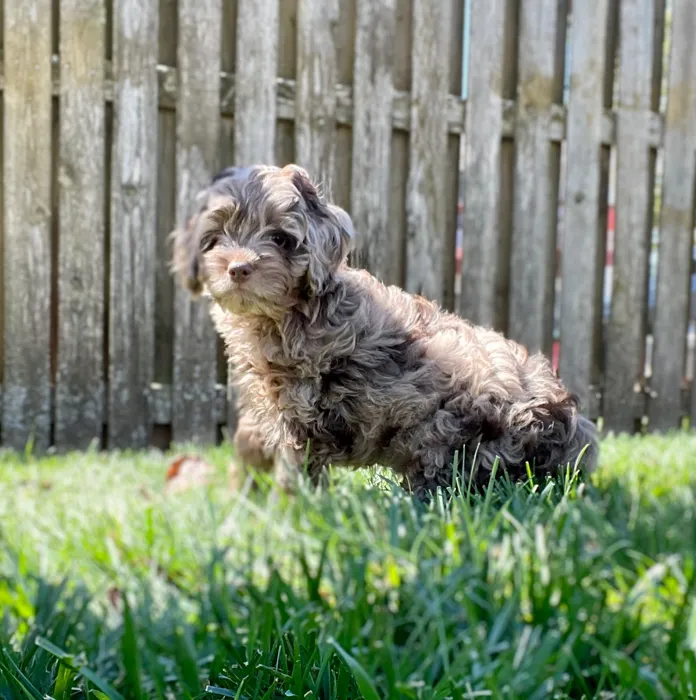 image_cropper_F4896407-0A1F-4E10-9C45-FFC55DC7156B-47522-0000079C34A1B282.jpg