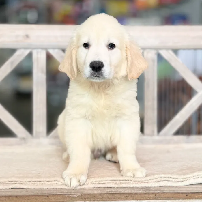 Male Golden Retriever puppy named Raymond for sale at Petland North Kansas.