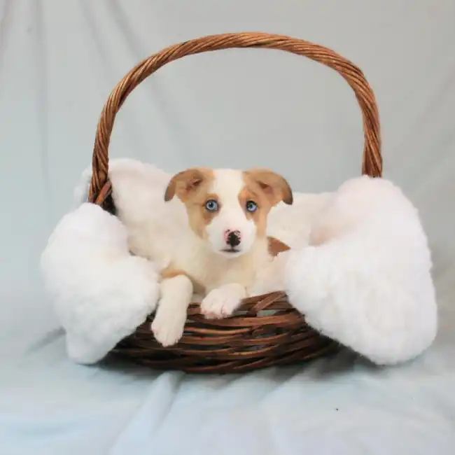 Male Auggie Puppy for sale