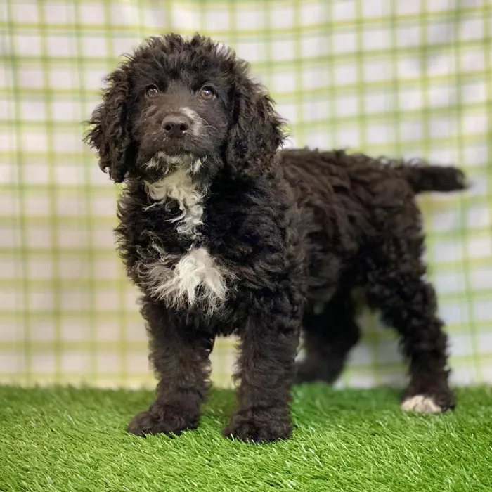 Male Mini Aussiedoodle Puppy for sale