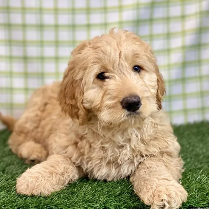 Male Mini Goldendoodle Puppy for sale