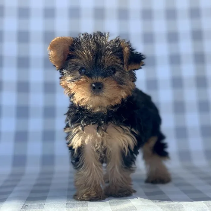 Female Yorkshire Terrier Puppy for sale