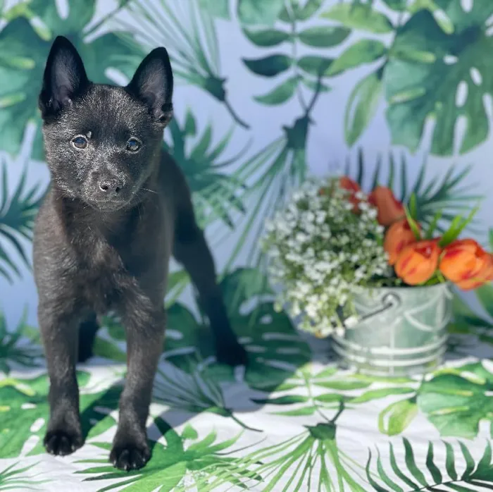 Female Schipperke Puppy for sale