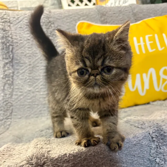 Female Exotic kitten named Tiki for sale at Petland North Kansas.