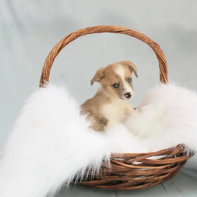 Male Auggie Puppy for sale