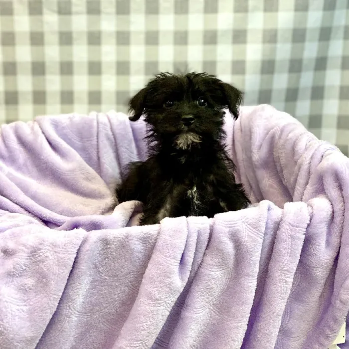 Male Schnoodle Puppy for sale