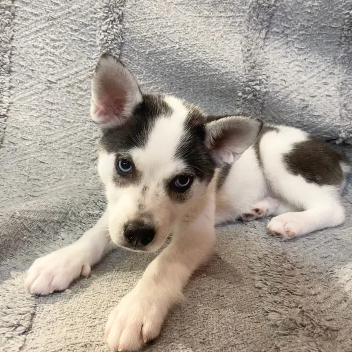 Female Alaskan Klee Kai puppy named Vicky for sale at Petland North Kansas.