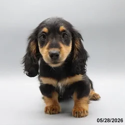 Female Dachshund puppy named Scarlet Witch for sale at Petland Blue Springs.