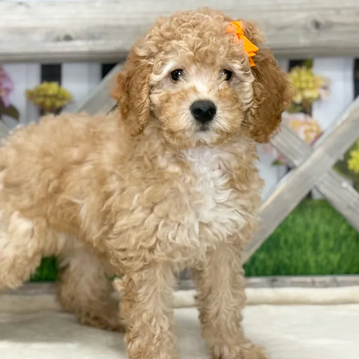 Female Mini Goldendoodle 2Nd Gen puppy named Audrey for sale at Petland North Kansas.
