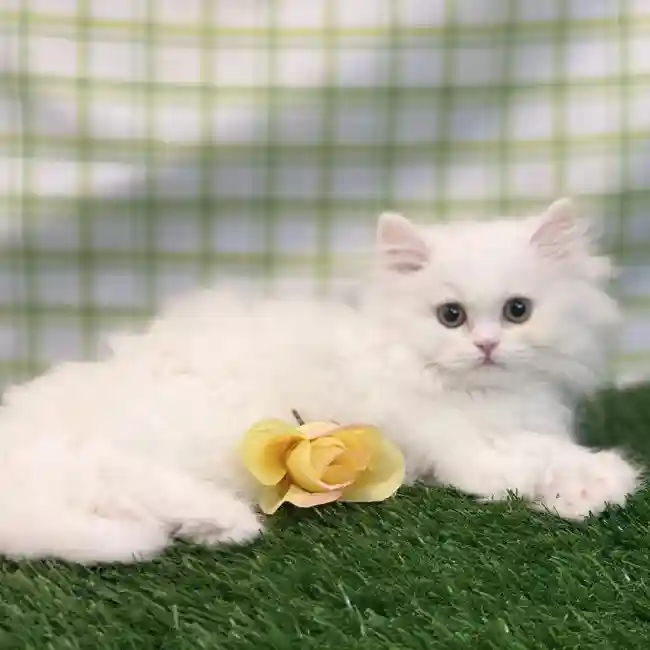 Male Persian Kitten for sale