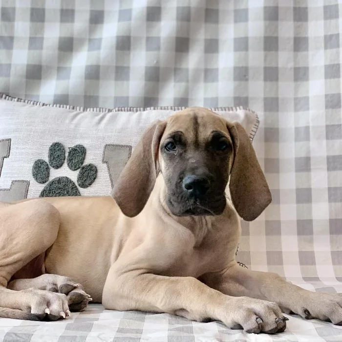 Female Great Dane Puppy for sale
