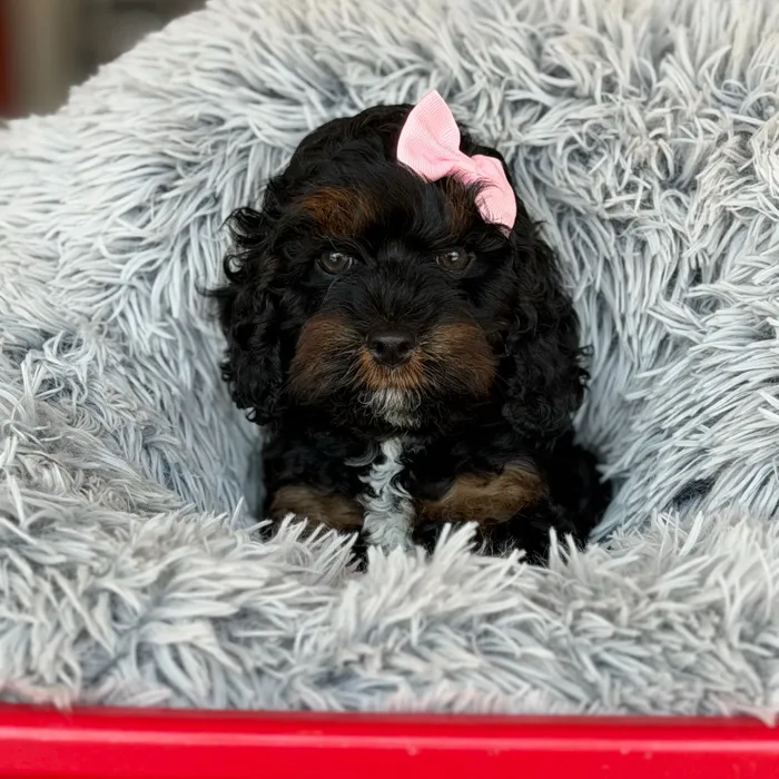 Female Cockapoo puppy for sale at Petland North Kansas.