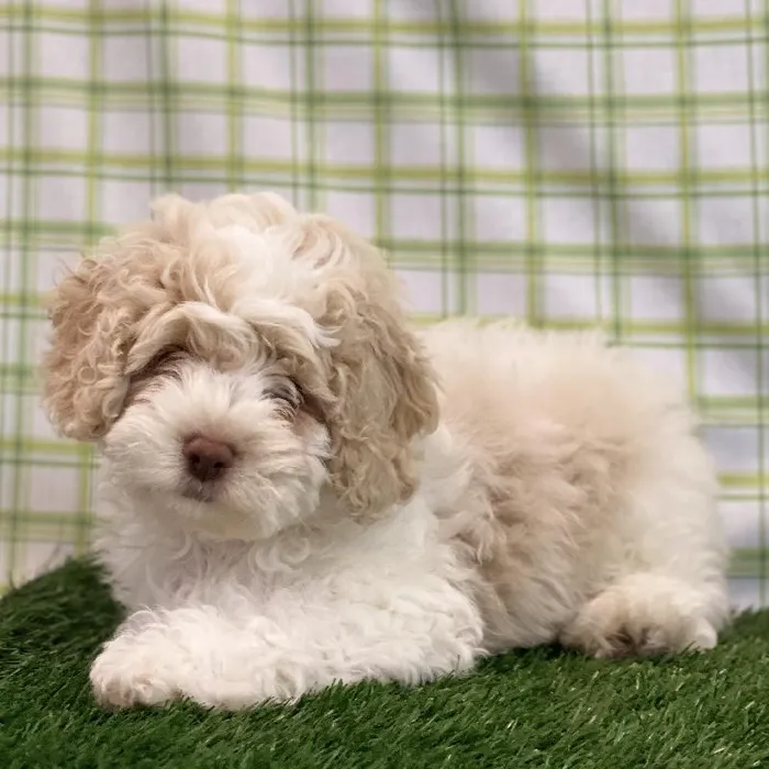 Male Cockapoo Puppy for sale