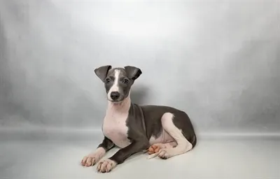 Male Italian Greyhound puppy named Toulouse for sale at Petland Blue Springs.