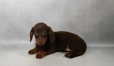 Female Dachshund puppy named Phoebe for sale at Petland North Kansas.