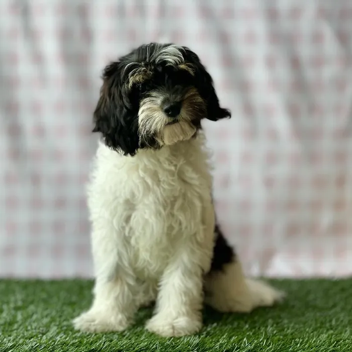 Male Cavapoo Puppy for sale