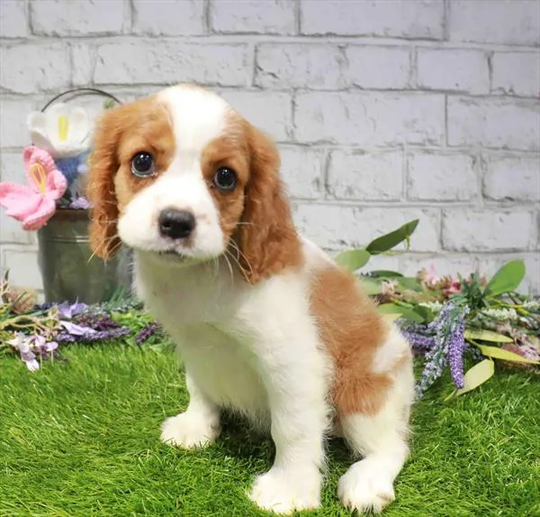 Female Cavalier King Charles Spaniel puppy named Lady for sale at Petland Blue Springs.