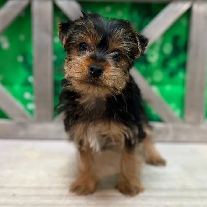 Female Yorkie puppy named Taya for sale at Petland North Kansas.