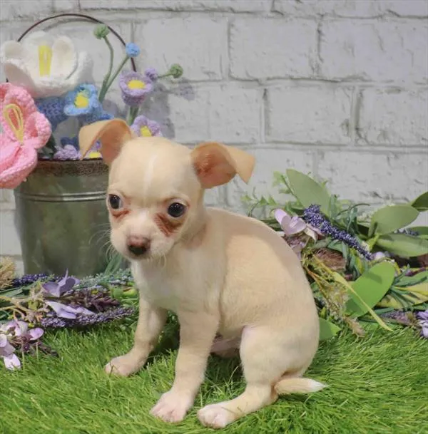 Male Chihuahua puppy for sale at Petland Blue Springs.