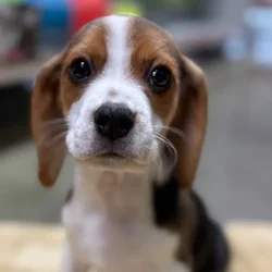 car_main_img_/media/ap_media/pets/HKGPTPKRPWEM66887.webp.250x250_q85.webp