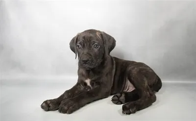 Male Cane Corso puppy named Tigger for sale at Petland North Kansas.