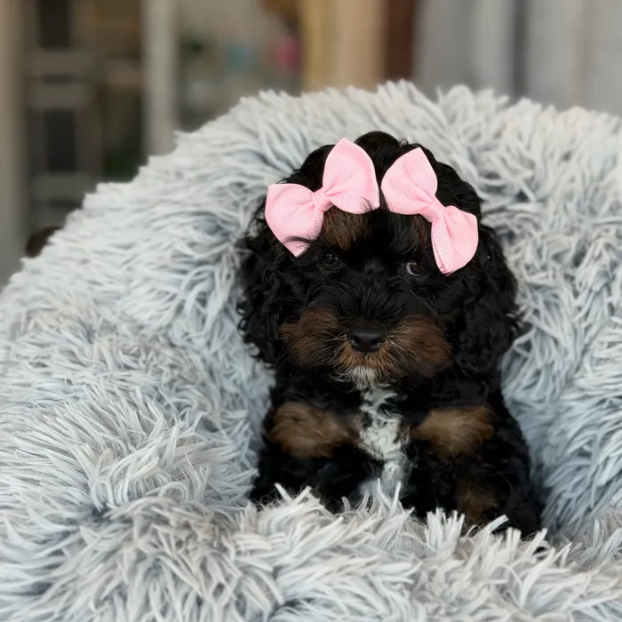 Female Cockapoo puppy for sale at Petland North Kansas.