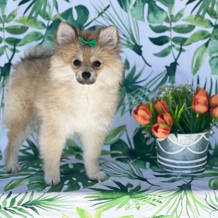 Female Pomeranian Puppy for sale