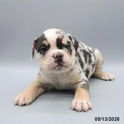 Male Victorian Bulldog puppy named Demy for sale at Petland Blue Springs.