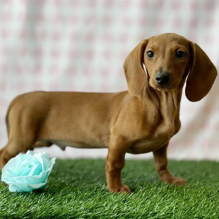 Male Dachshund Puppy for sale