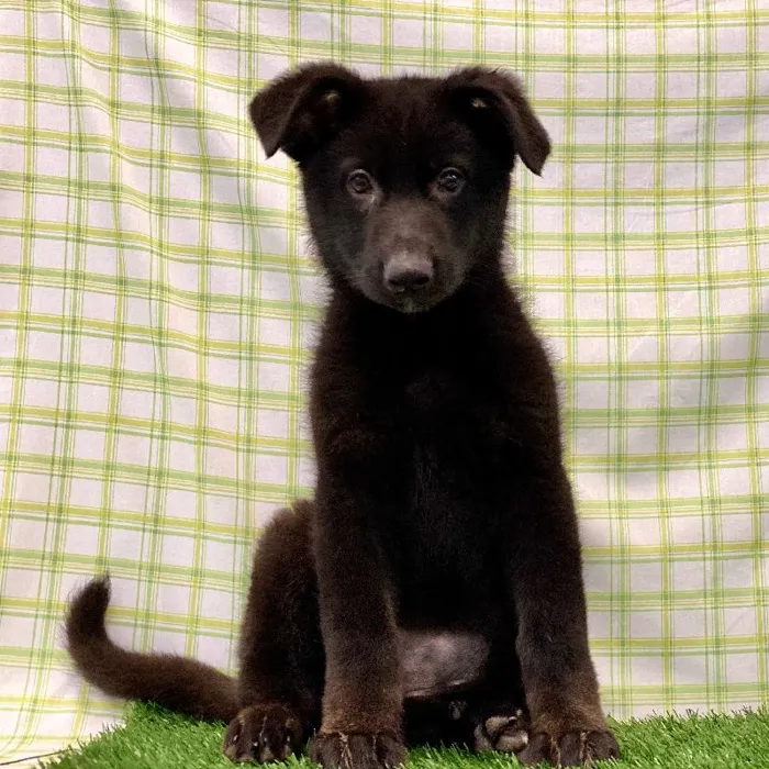 Female German Shepherd Puppy for sale