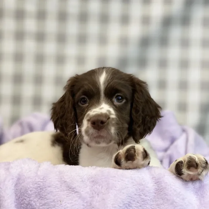 Female English Springer Spaniel Puppy for sale