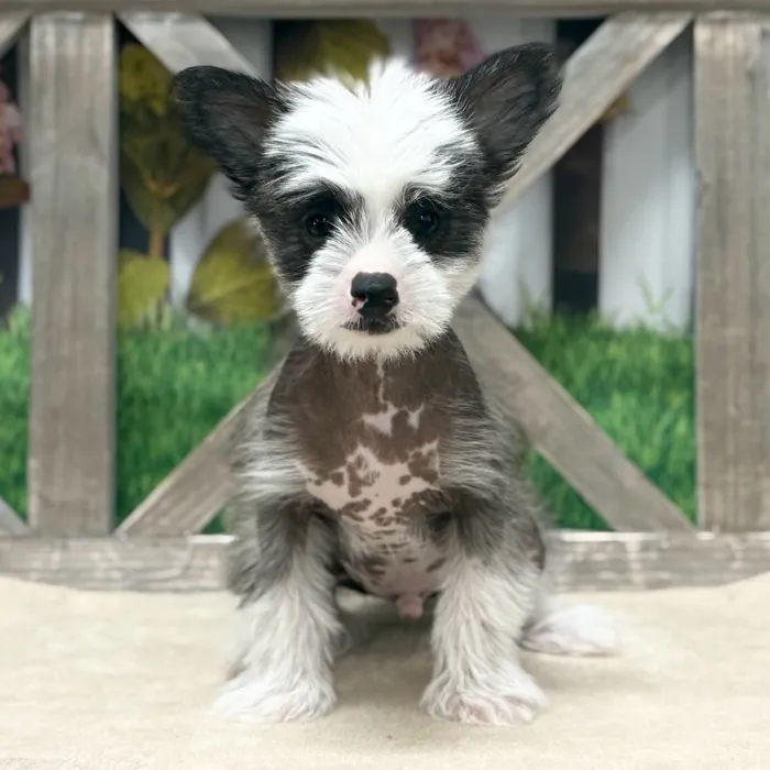 Male Chinese Crested puppy named Emilio for sale at Petland North Kansas.