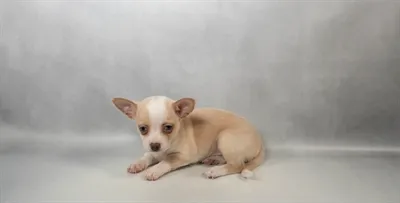 Female Chihuahua puppy for sale at Petland North Kansas.